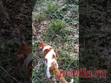 жара и ранняя спаржа #хорватия