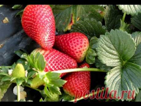 Cómo  sembrar una planta de fresas