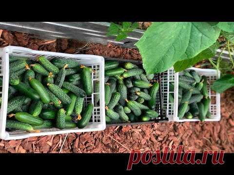ОГУРЦЫ В ОТКРЫТОМ ГРУНТЕ В ЛЮБУЮ ПОГОДУ!