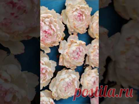 Нежнейшие пионы ручной работы #diy #лепка #творчество #handmade #cernit