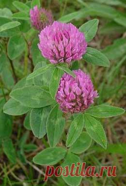 КЛЕВЕР ВМЕСТО АСПИРИНА