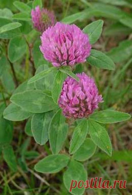 КЛЕВЕР ВМЕСТО АСПИРИНА