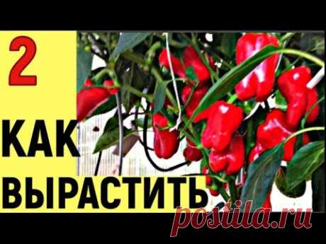 ВЫ СПРАШИВАЛИ КАК Я ВЫРАЩИВАЮ ПЕРЕЦ часть2 - YouTube
