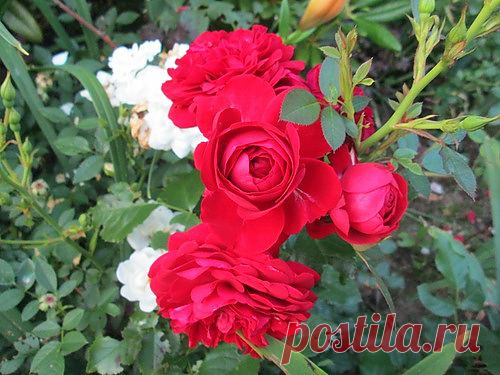 Японские исследователи нашли метод, который, если им верить, может быть одним из самых эффективных способов борьбы с лишним весом, но предупреждают, что этот способ «ужасен и отвратителен» согласно «Yukan Fuji» (5/8)