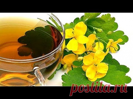 Отвар чистотела внутрь и наружно. От чего и кому нельзя.