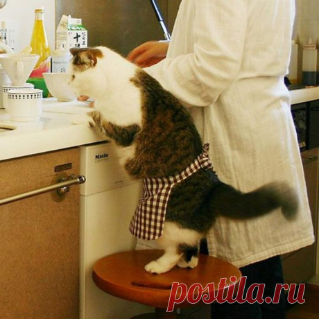 Мастер-шеф мяу!