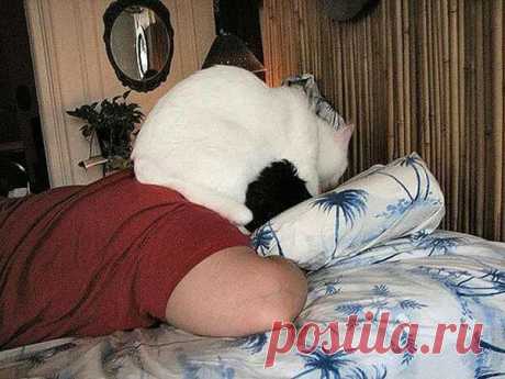 Юмор с пушистым хвостом! Подборка фото для поднятия настроения: в объективе смешные котики! | 😺 ПетКлаб | Яндекс Дзен