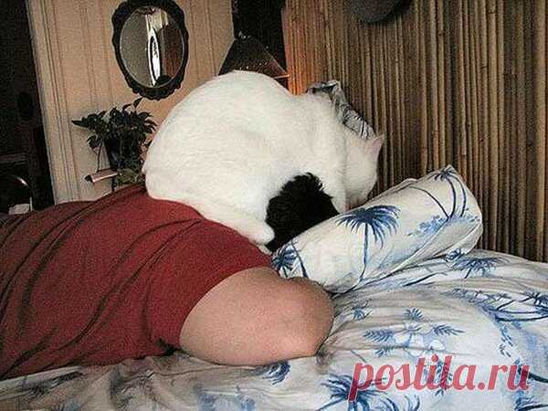 Юмор с пушистым хвостом! Подборка фото для поднятия настроения: в объективе смешные котики! | 😺 ПетКлаб | Яндекс Дзен