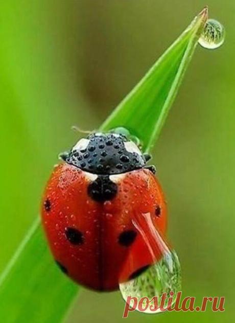 О воде: фантастические фото капель и не менее фантастические факты