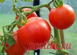 Томат (Помидор) | Индасад.ру