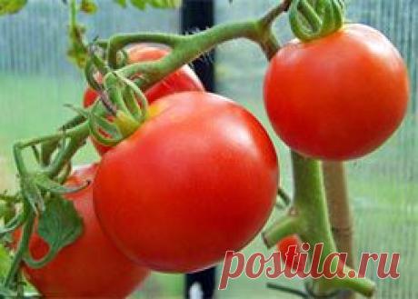 Томат (Помидор) | Индасад.ру