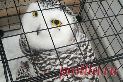 Перепачканную кровью редкую полярную сову нашли и спасли в российском городе. В Ноябрьске Ямало-Ненецкого автономного округа школьница нашла на тротуаре редкую полярную сову, перепачканную кровью. Россиянка отнесла пернатую в приют, где специалистам удалось ее спасти. У совы диагностировали перелом крыла и внутреннюю гематому. Сову планируют доставить на осмотр к орнитологу в Ханты-Мансийск.