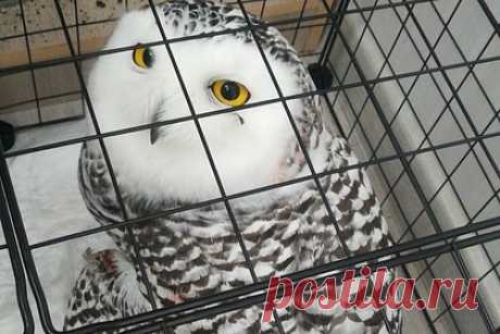 Перепачканную кровью редкую полярную сову нашли и спасли в российском городе. В Ноябрьске Ямало-Ненецкого автономного округа школьница нашла на тротуаре редкую полярную сову, перепачканную кровью. Россиянка отнесла пернатую в приют, где специалистам удалось ее спасти. У совы диагностировали перелом крыла и внутреннюю гематому. Сову планируют доставить на осмотр к орнитологу в Ханты-Мансийск.