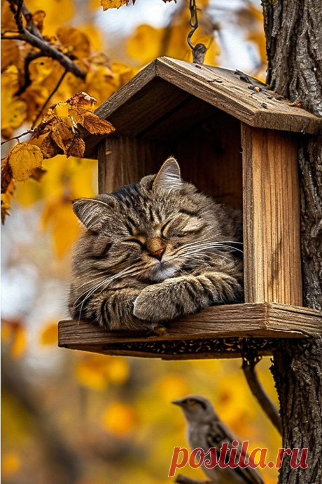 Изображение пина-истории