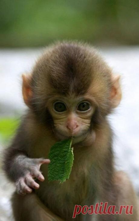 С чем связана эта фраза &#171;Eine Affenhitze ist wieder da!&#187;