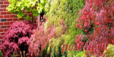 Быстрорастущие деревья и кустарники - Сад и огород