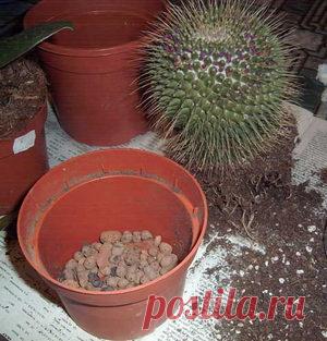 Как правильно пересаживать кактус в зависимости от его вида?