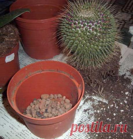 Как правильно пересаживать кактус в зависимости от его вида?