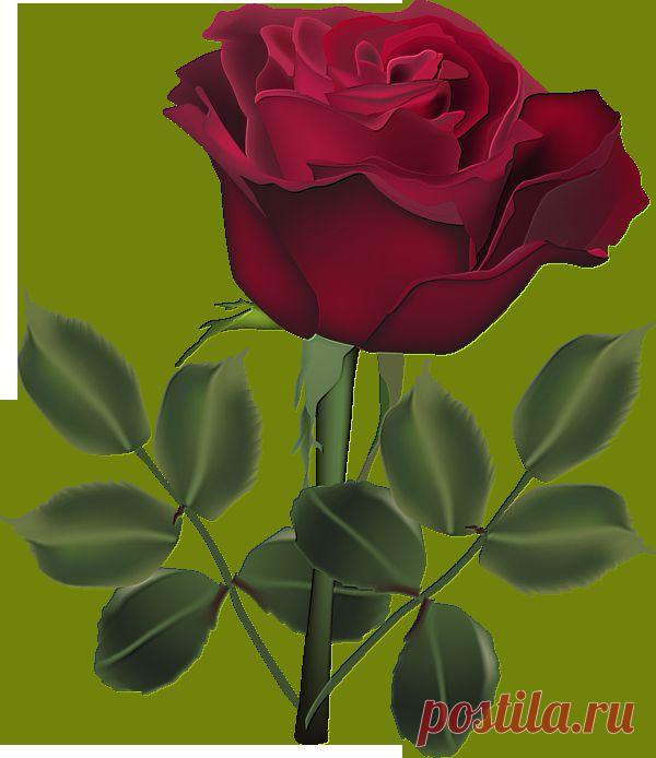 розы красные