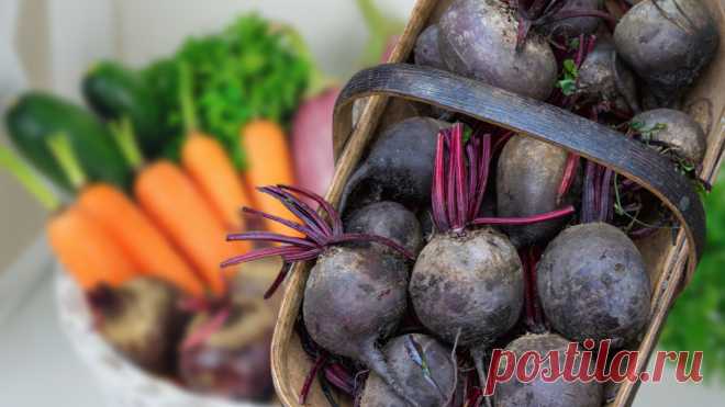 С чем нужно хранить свеклу, чтобы та пролежала долго: ответ вас удивит Совет будет полезен даже опытным хозяйкам.