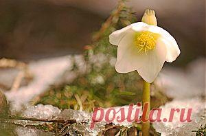 Что нас ждет на даче после зимы - svetlana.vashuk61@mail.ru - Почта Mail.Ru