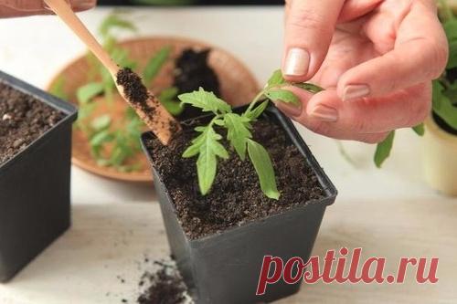 Рассада помидоров: технология выращивания