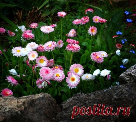 Простота и привлекательность! Маргаритки - цветы Пресвятой Богородицы! 🌺️🌼🌸