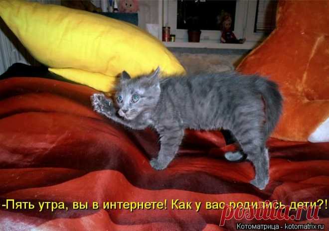 Котоматрица: Лучшие за июль 2015