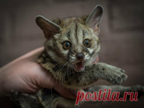 Генета: Раньше она заменяла людям кошек, но сейчас про неё все забыли. Перед вами почти 100% альтернатива коту! | Книга животных | Яндекс Дзен