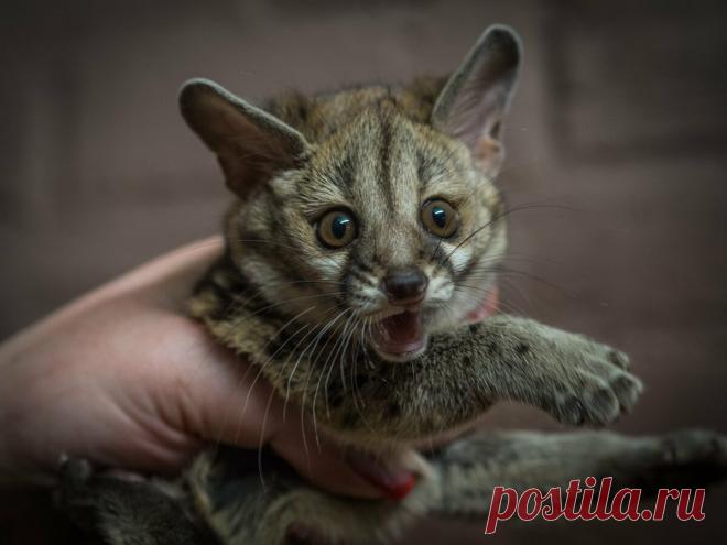 Генета: Раньше она заменяла людям кошек, но сейчас про неё все забыли. Перед вами почти 100% альтернатива коту! | Книга животных | Яндекс Дзен