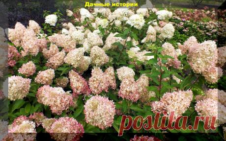 Самые обворожительные сорта гортензии и правила ухода за ними: секреты которые помогут гортензии цвести гораздо ярче и пышнее | Дачные истории | Дзен