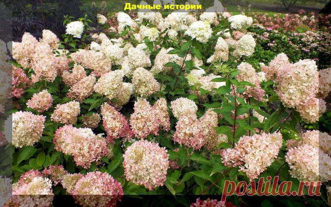 Самые обворожительные сорта гортензии и правила ухода за ними: секреты которые помогут гортензии цвести гораздо ярче и пышнее | Дачные истории | Дзен