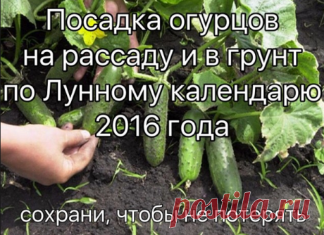 Посадка огурцов на рассаду и в грунт