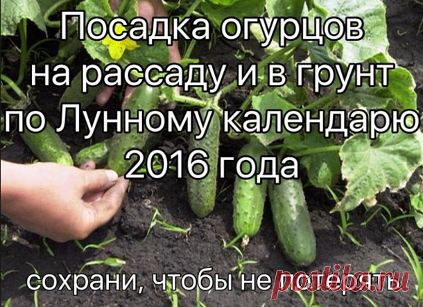 Посадка огурцов на рассаду и в грунт