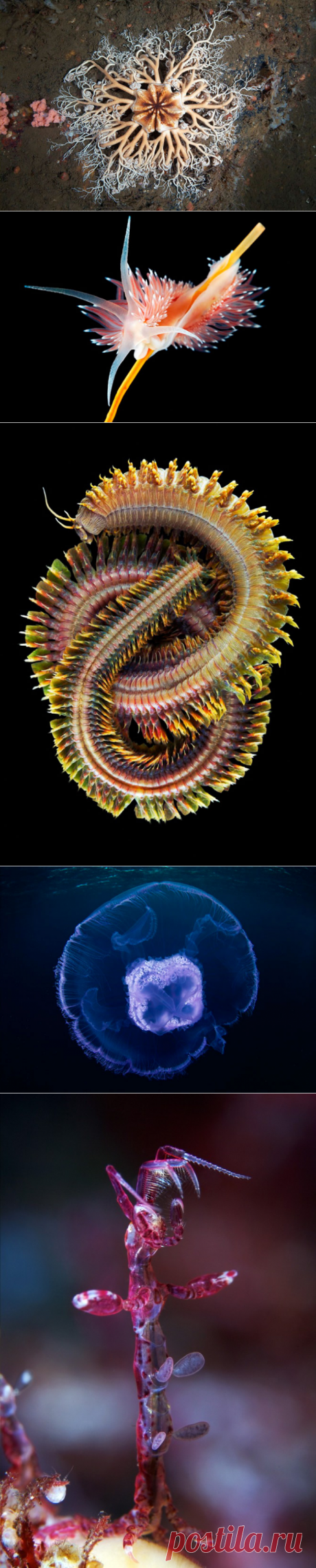 Морские организмы на фотографиях Александра Семёнова