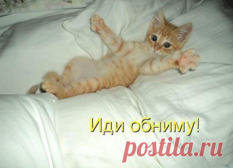 Мысли вслух) Котоматрица - 17.01.15
