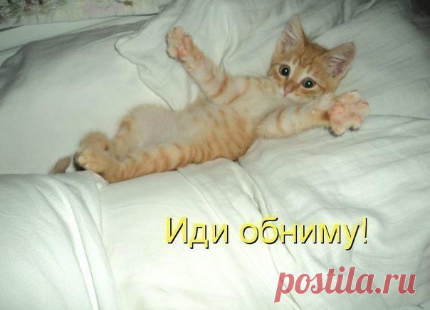 Мысли вслух) Котоматрица - 17.01.15