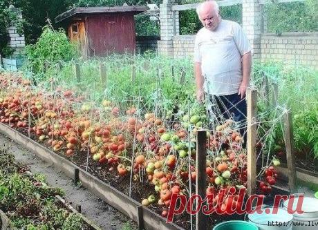 Дедовский супер-рецепт подкормки для томатов.
☛ сохраните на свою стену, чтобы не потерять!
Этот полузабытый дедовский рецепт я выписала из старой газетной подшивки, но опробовать все не было времени. Решилась наконец в прошлом году.
Показать полностью…