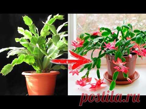 Очень ПРОСТОЙ СПОСОБ, как заставить ЦВЕСТИ ДЕКАБРИСТ (шлюмбергер)