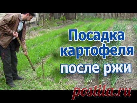 Посадка картофеля после заделывания ржи в землю (укр.)