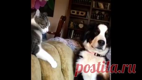 Собаки и кошки всегда заставляют нас смеяться