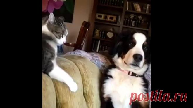 Собаки и кошки всегда заставляют нас смеяться