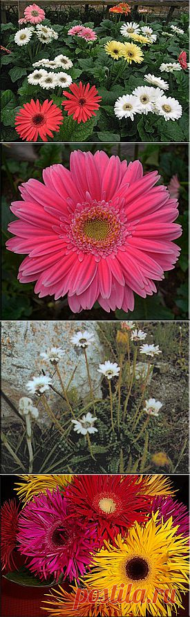 Гербера (Gerbera). Описание, виды и уход за герберой | Флористика на "Добро ЕСТЬ!"