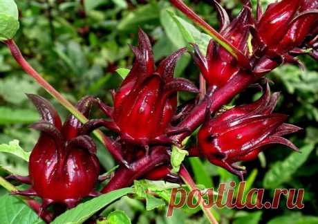 Гибискус уход в домашних условиях Размножение гибискуса Фото видов с названиями