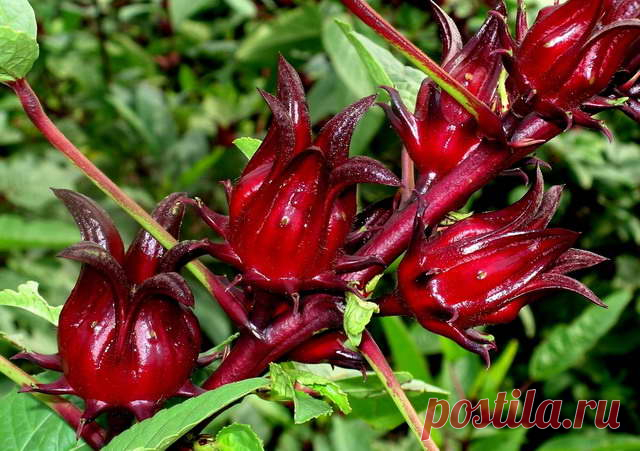 Гибискус уход в домашних условиях Размножение гибискуса Фото видов с названиями