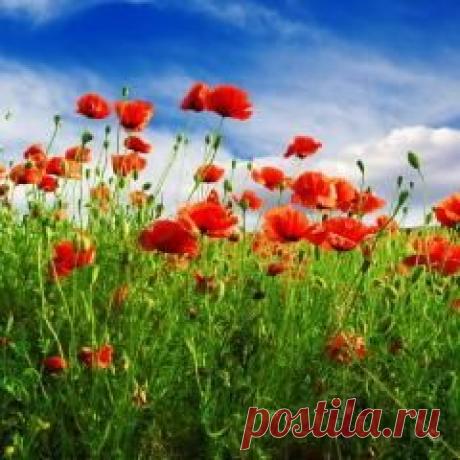 Сегодня 16 июля в народном календаре Мокий и Марк, Стожары