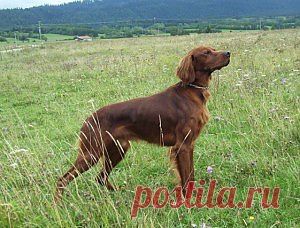 Ирландский красный сеттер.
