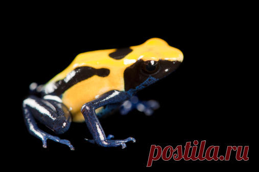 Isla Colon Morph Of A Strawberry Poison Dart Frog Oophaga Pumilio Stock Photo | Getty Images