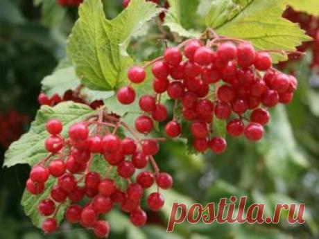 Калина – рецепты заготовок на зиму 
Полезные и вкусные рецепты
Раньше широко известна была калина красная, рецепты заготовок из нее передавались из поколения в поколение. Сейчас эта ягода незаслуженно забыта, а зря. Приготовление блюд …