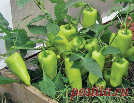 (+1) тема - Секреты успешного урожая Галины Доновой | ОГОРОД БЕЗ ХЛОПОТ